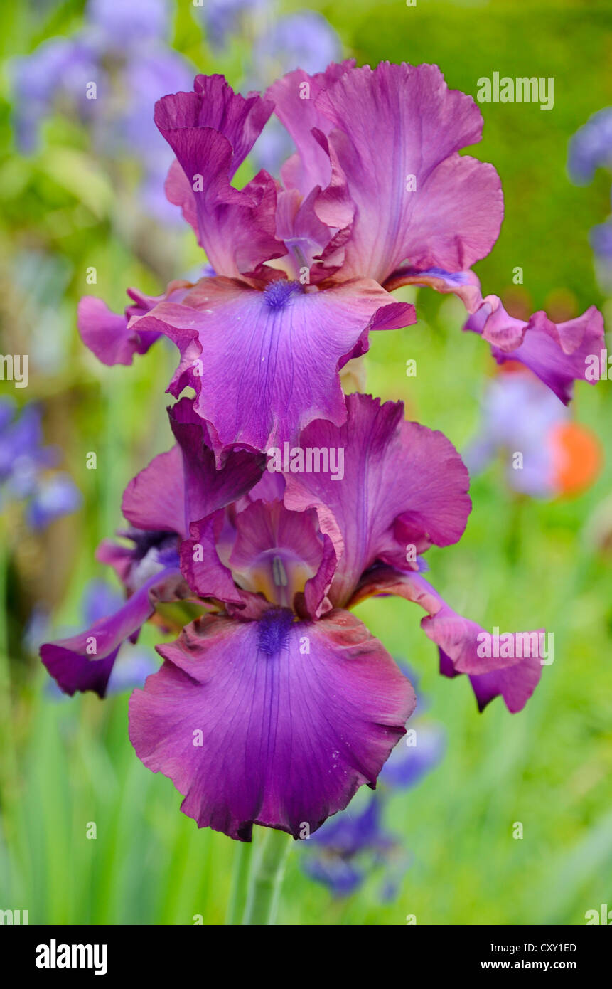 Iris barbata elatior Fotos und Bildmaterial in hoher Auflösung Alamy