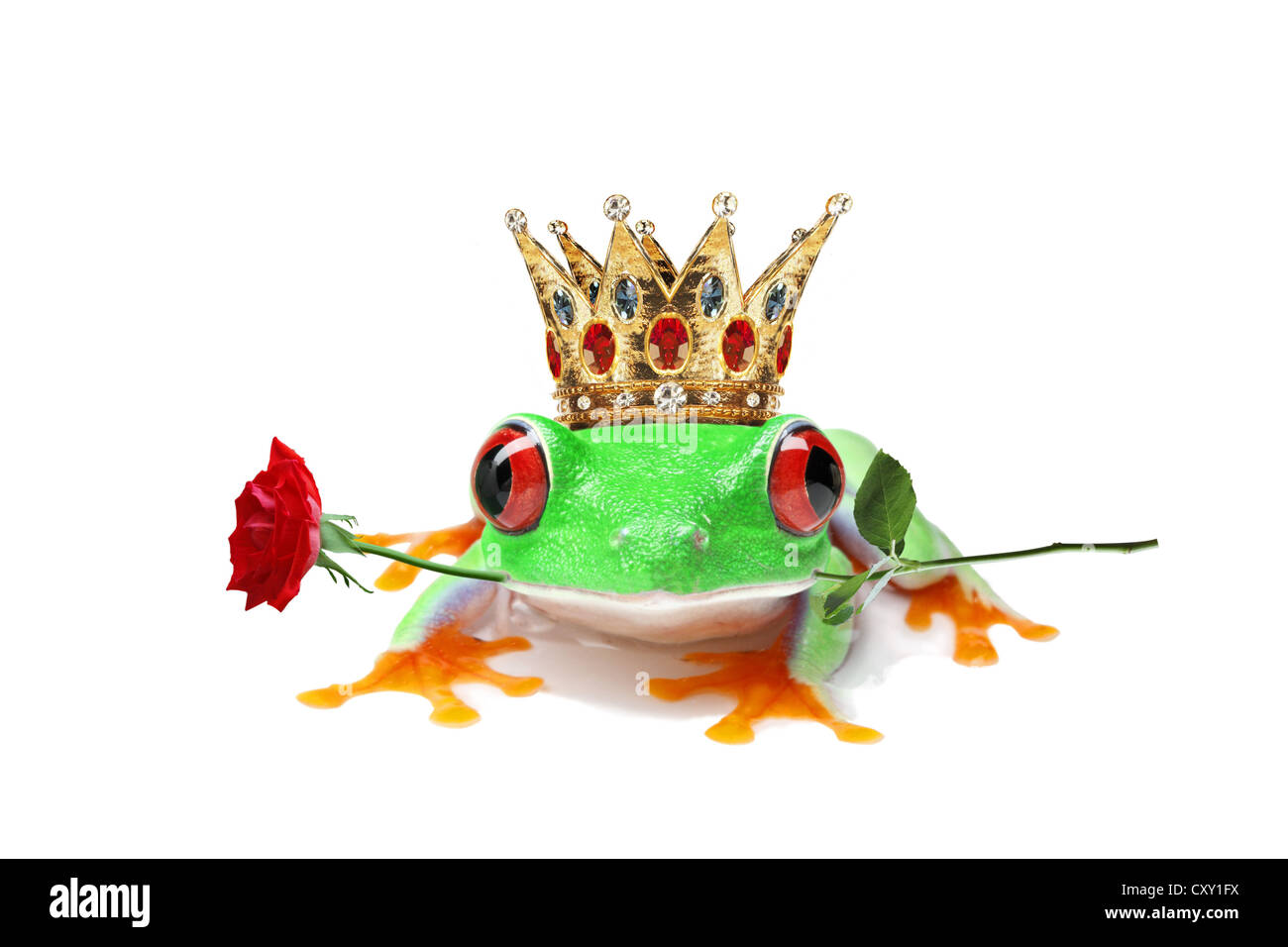 Frosch mit Krone Stockfoto