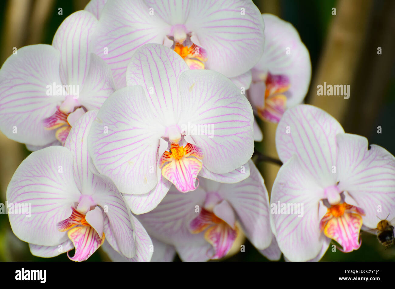Rispe weiße Orchidee blüht (Phalaenopsis), Hybrid Stockfoto