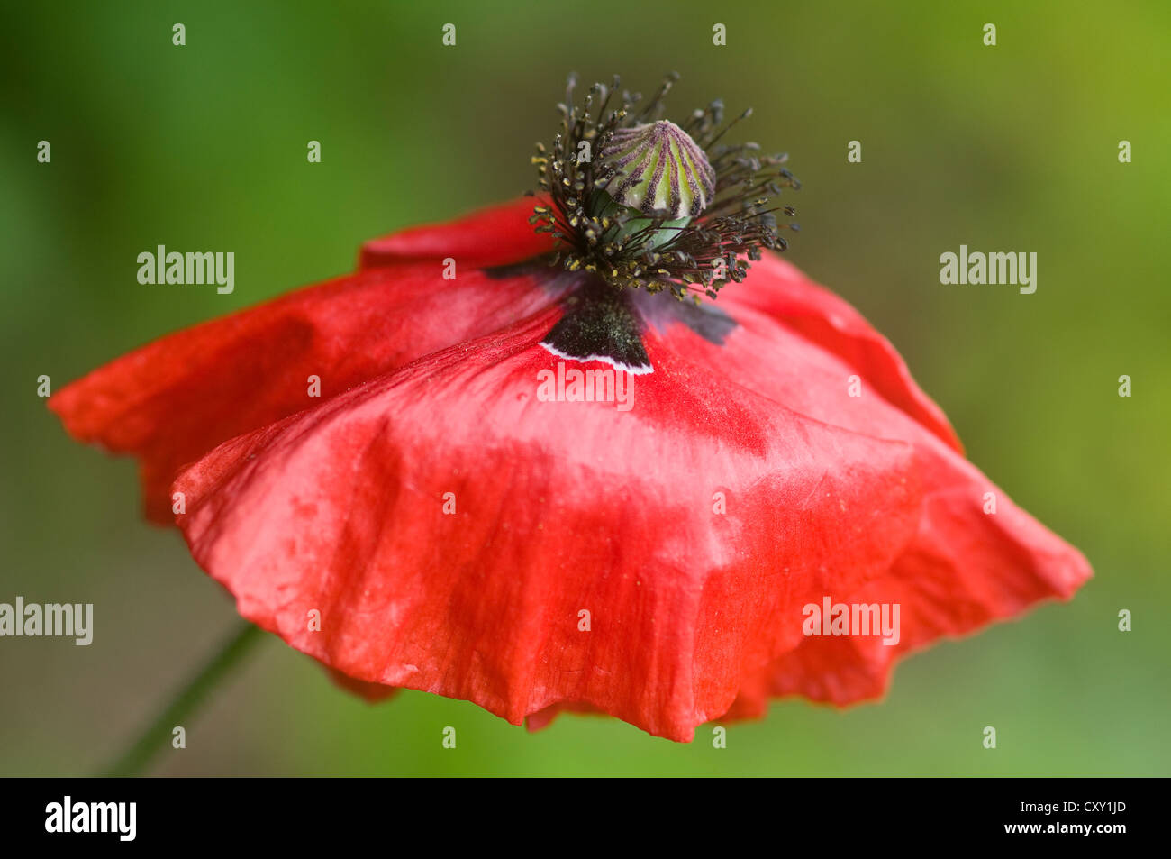 Klatschmohn, Mais Rose (Papaver Rhoeas), Haren, Emsland, Niedersachsen Stockfoto