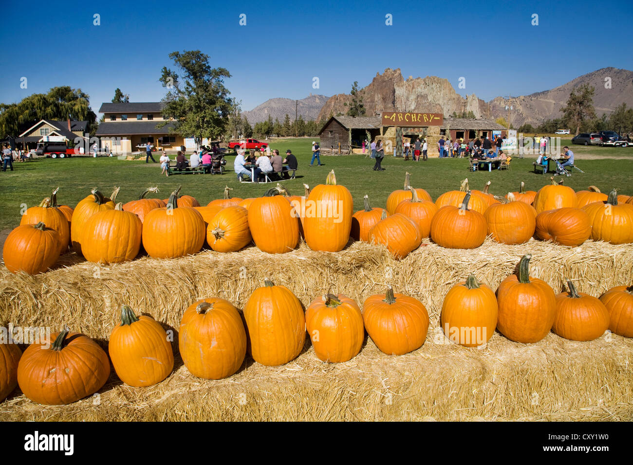 Eine Reihe von großen Kürbisse auf einem Feld bei einem "Pumpkin Patch" im Oktober für halloween Stockfoto