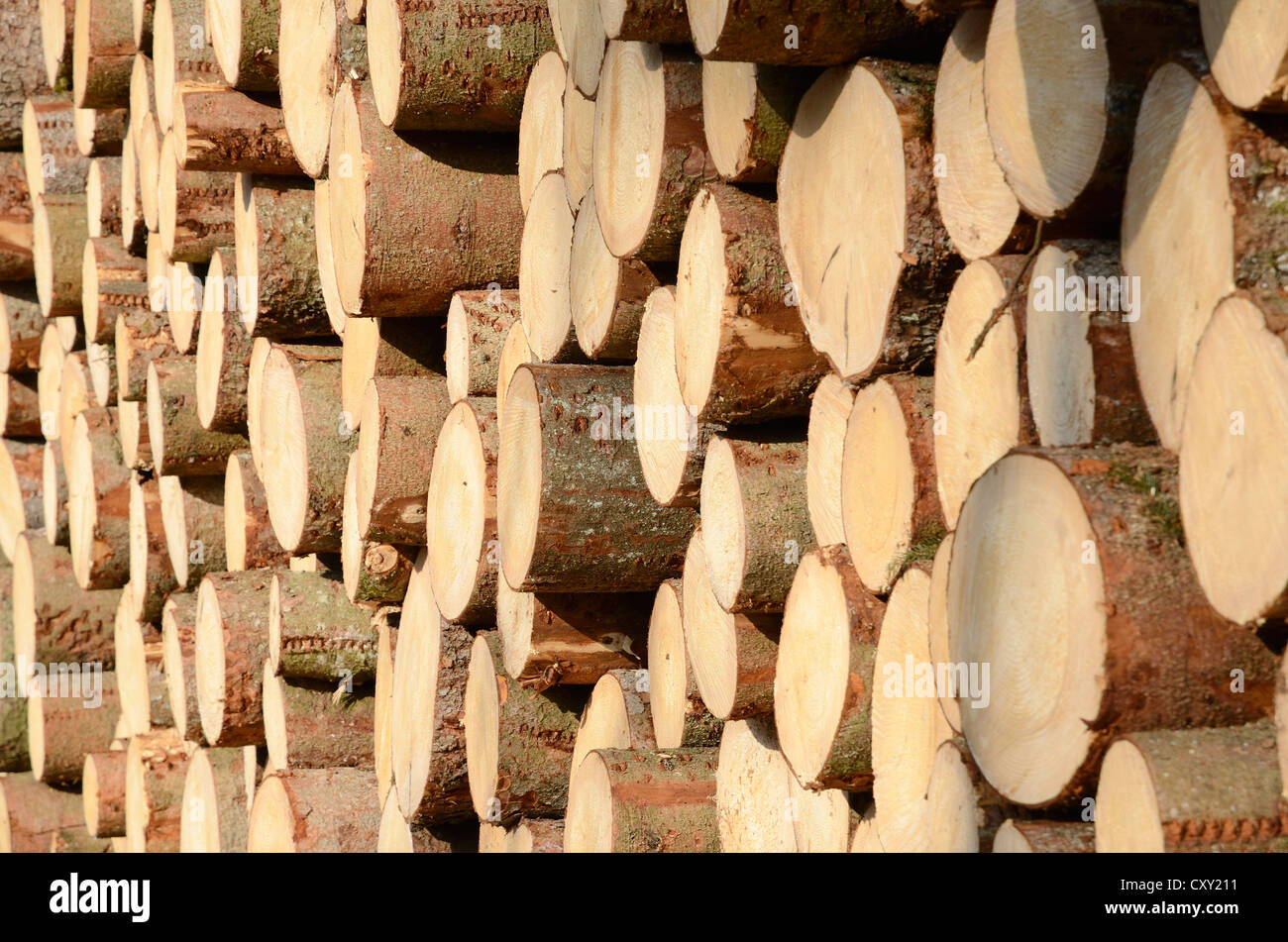 Frisch geschnittene Fichte Protokolle stapelten Holz wartet auf Entfernung in der Nähe von Raubling, Bayern Stockfoto