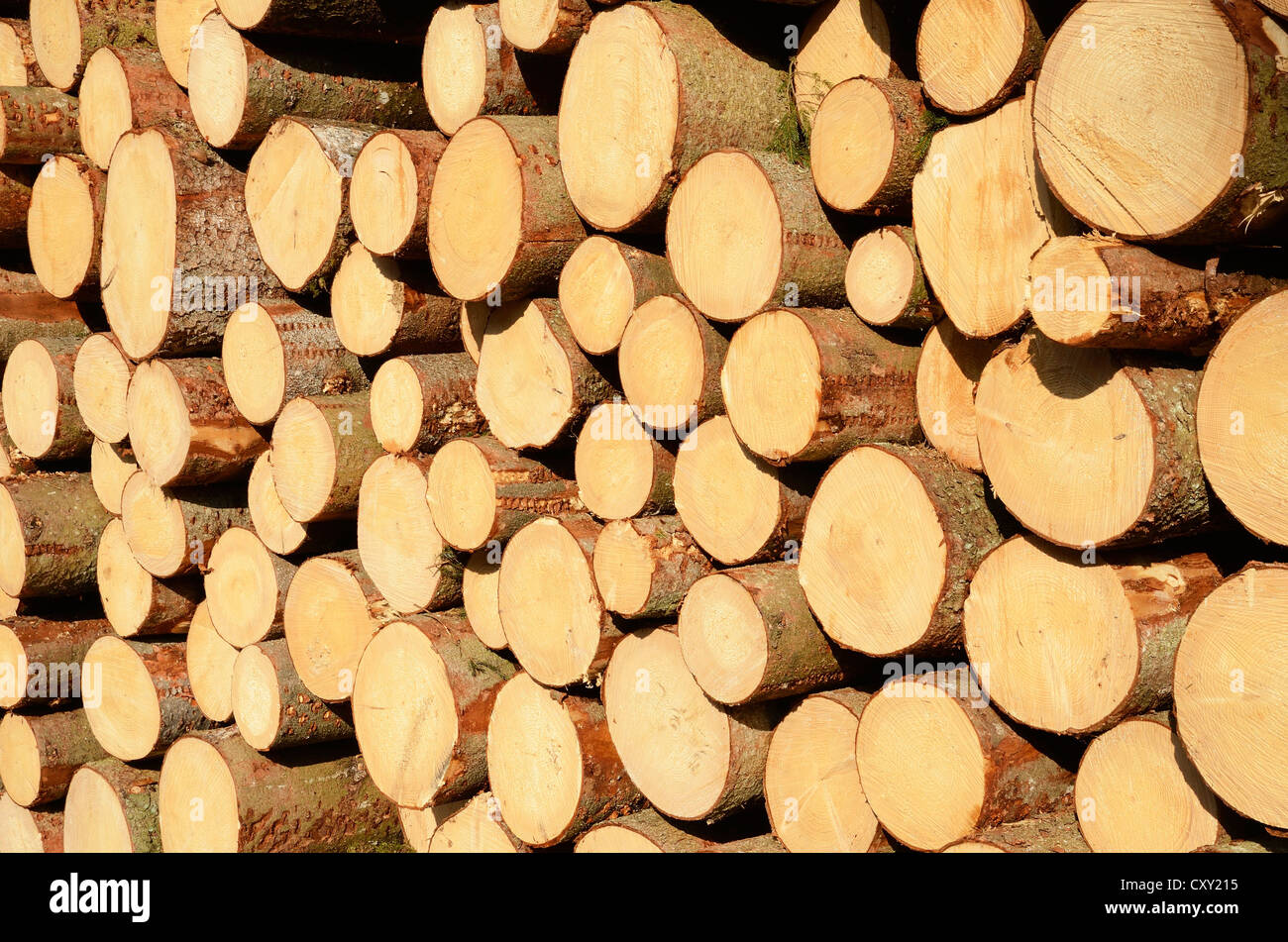 Frisch geschnittene Fichte Protokolle stapelten Holz wartet auf Entfernung in der Nähe von Raubling, Bayern Stockfoto