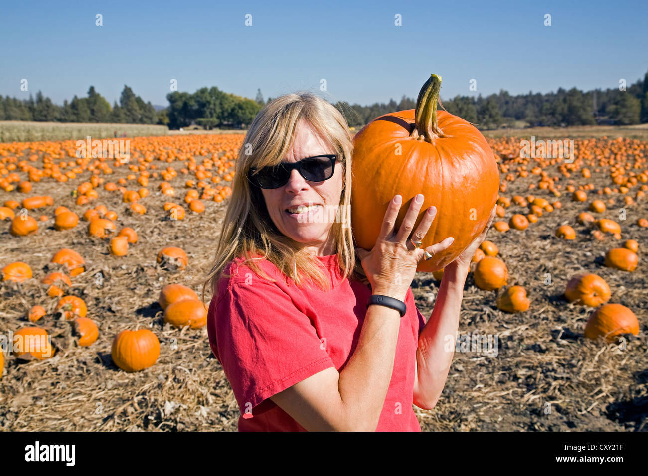 Eine Frau sammelt Kürbisse für Halloween aus einem Kürbisfeld in Zentral-Oregon. Stockfoto