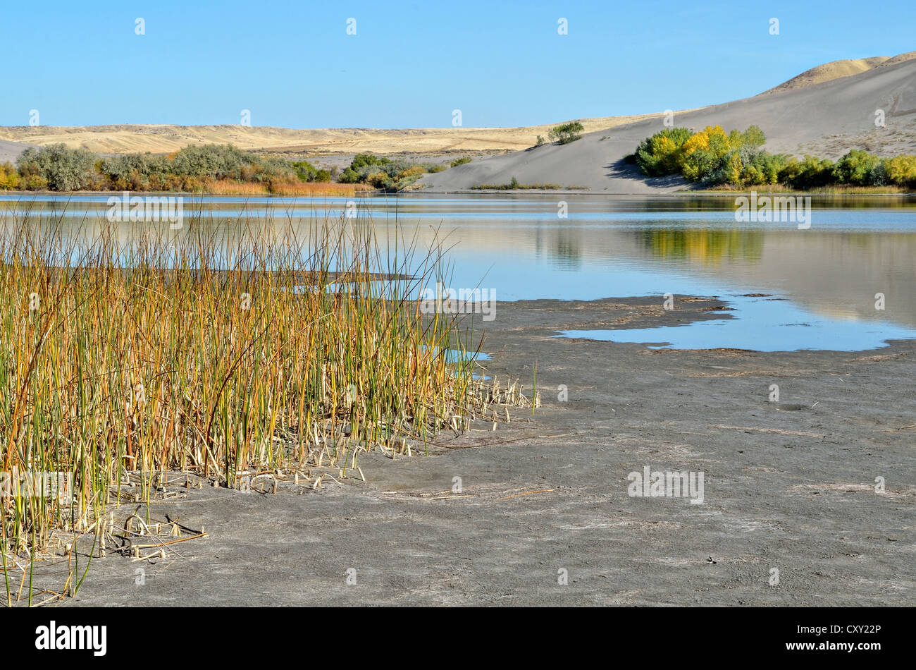 Zweig der großen Düne Lake, Bruneau Dunes State Park, Bruneau, Idaho, USA Stockfoto