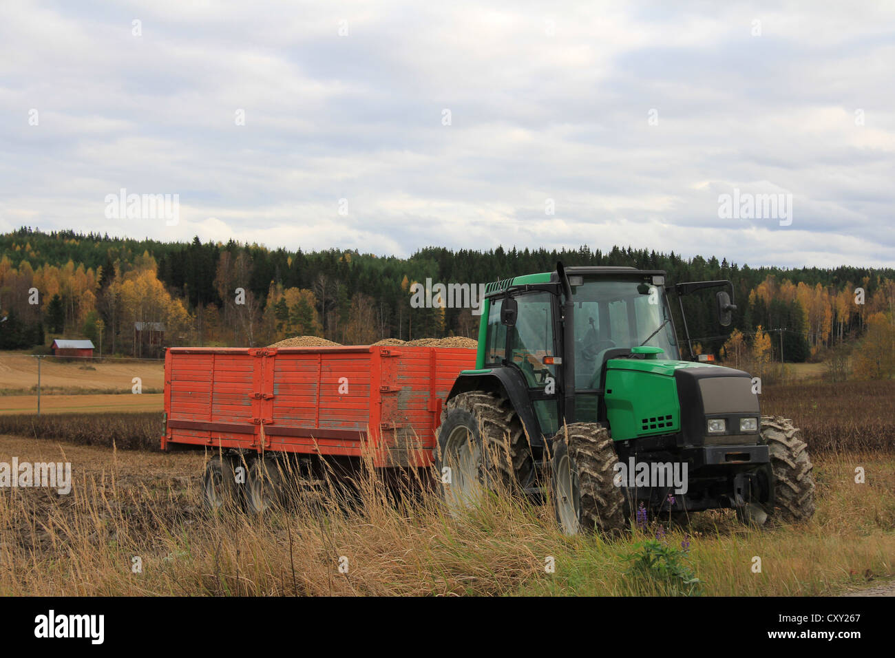 Grüne Schlepper und landwirtschaftliche Anhänger voller geernteten Ackerbohne feldweise im Herbst. Stockfoto