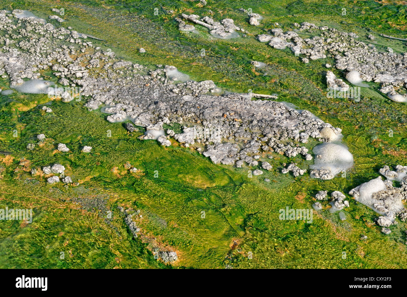 Abwasser-Stream der Windrad-Geysir, Porzellan-Becken, Norris Geyser Basin, Yellowstone-Nationalpark, Wyoming, USA Stockfoto