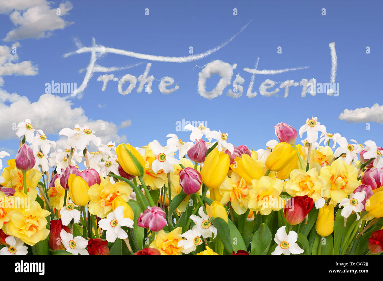 Blumenfeld, Schriftzug "Frohe Ostern", Deutsch für "Frohe Ostern" Stockfoto