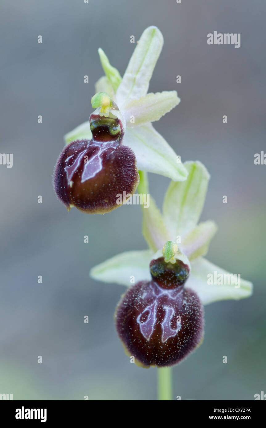 Wilde Orchidee (Ophrys Incubacea), Port d ' Andratx, Mallorca, Spanien, Europa Stockfoto