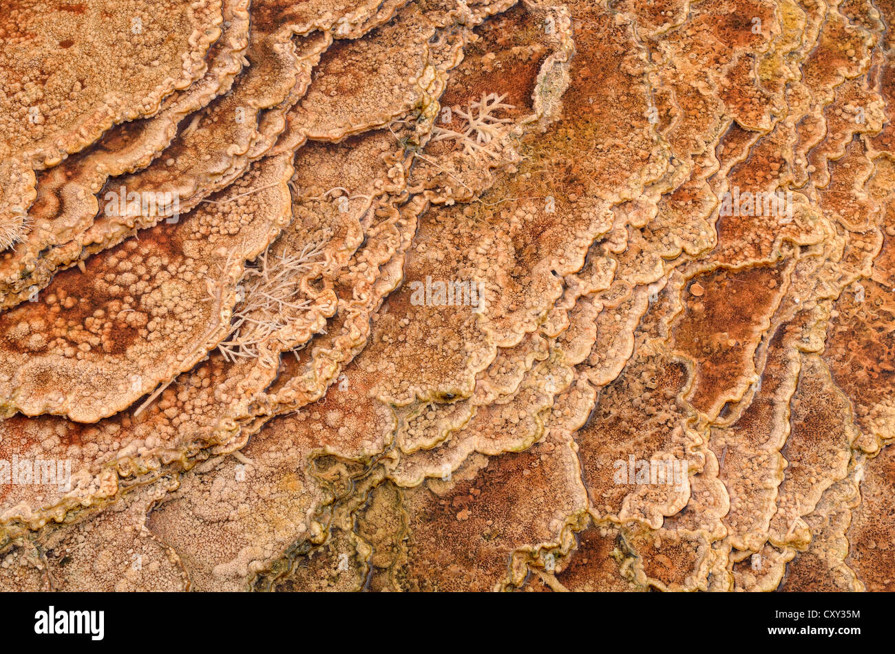 Sintern Sie, Einlagen und Strukturen, gefärbt durch thermophile Bakterien, Main-Terrasse, Mammoth Hot Springs, Yellowstone-Nationalpark Stockfoto