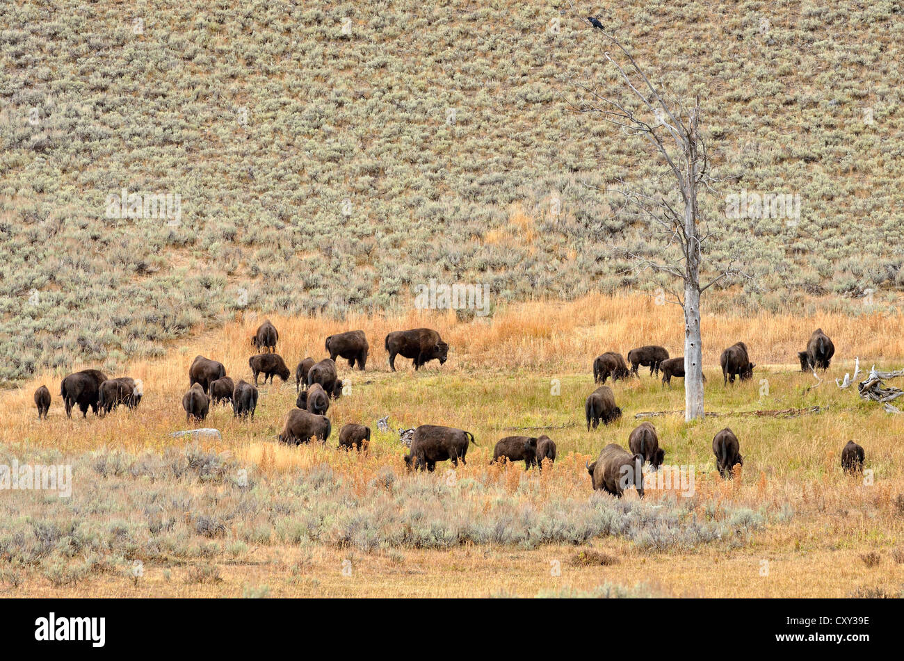 Herde von Bison, Bisons (Bison Bison), Lamar Valley, Yellowstone-Nationalpark, Wyoming, USA Stockfoto