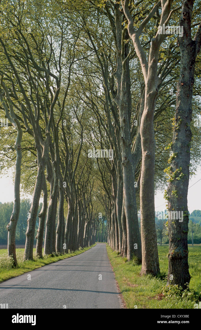 Eine leere, von Bäumen gesäumten Straße in Frankreich Stockfoto