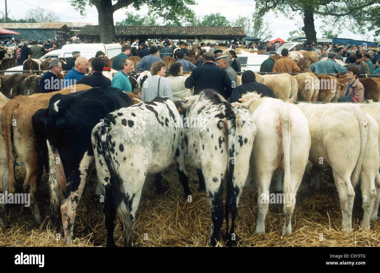 Vieh und Menschen in einem Land fair Dordogne Frankreich Stockfoto