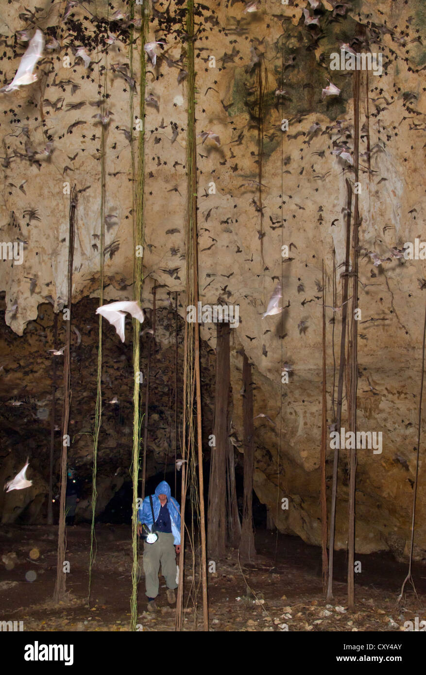 Ein Wissenschaftler sammelt Fledermäuse in einer Höhle während der Überwachung auf neu auftretende Zoonoseerkrankungen, Kenia. Stockfoto