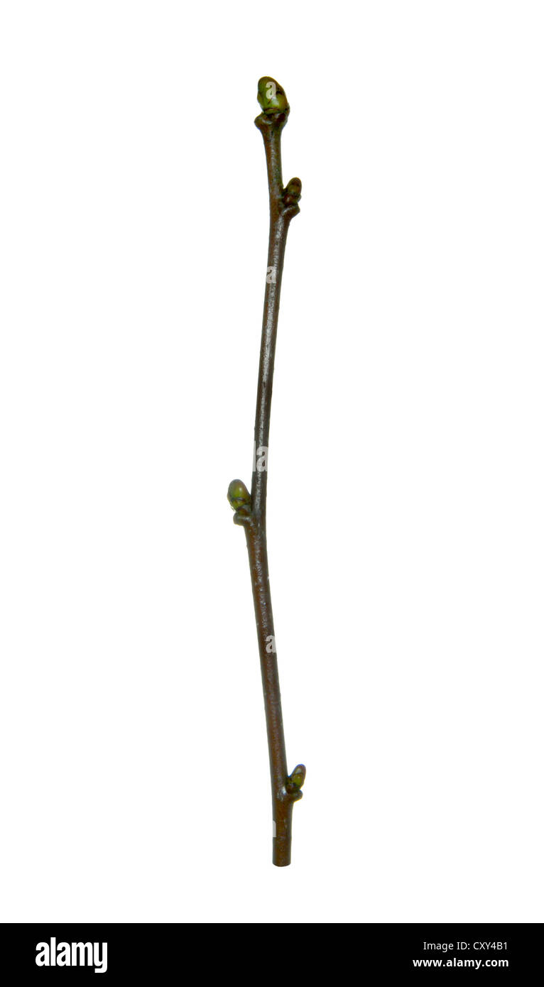 Wild-Speierling Sorbus Torminalis Rosengewächse Stockfoto