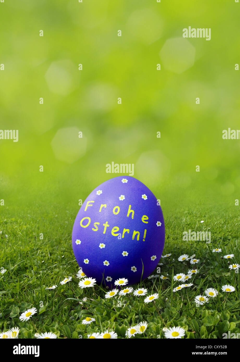 Blaue Osterei mit "Frohe Osten" wünscht, Deutsch für "Frohe Ostern" auf einer Wiese mit Gänseblümchen Stockfoto