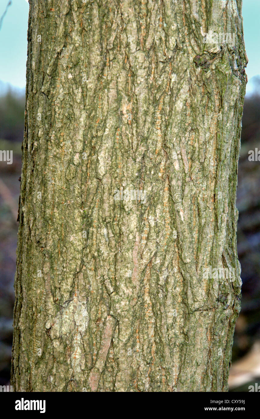 Wych Ulme Ulmus Glabra Ulme Stockfoto