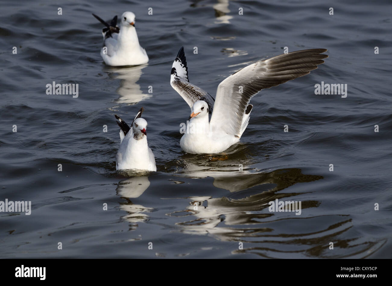 schöne braun-headed Gull und gemeinsame Lachmöwe schwimmen zusammen Stockfoto