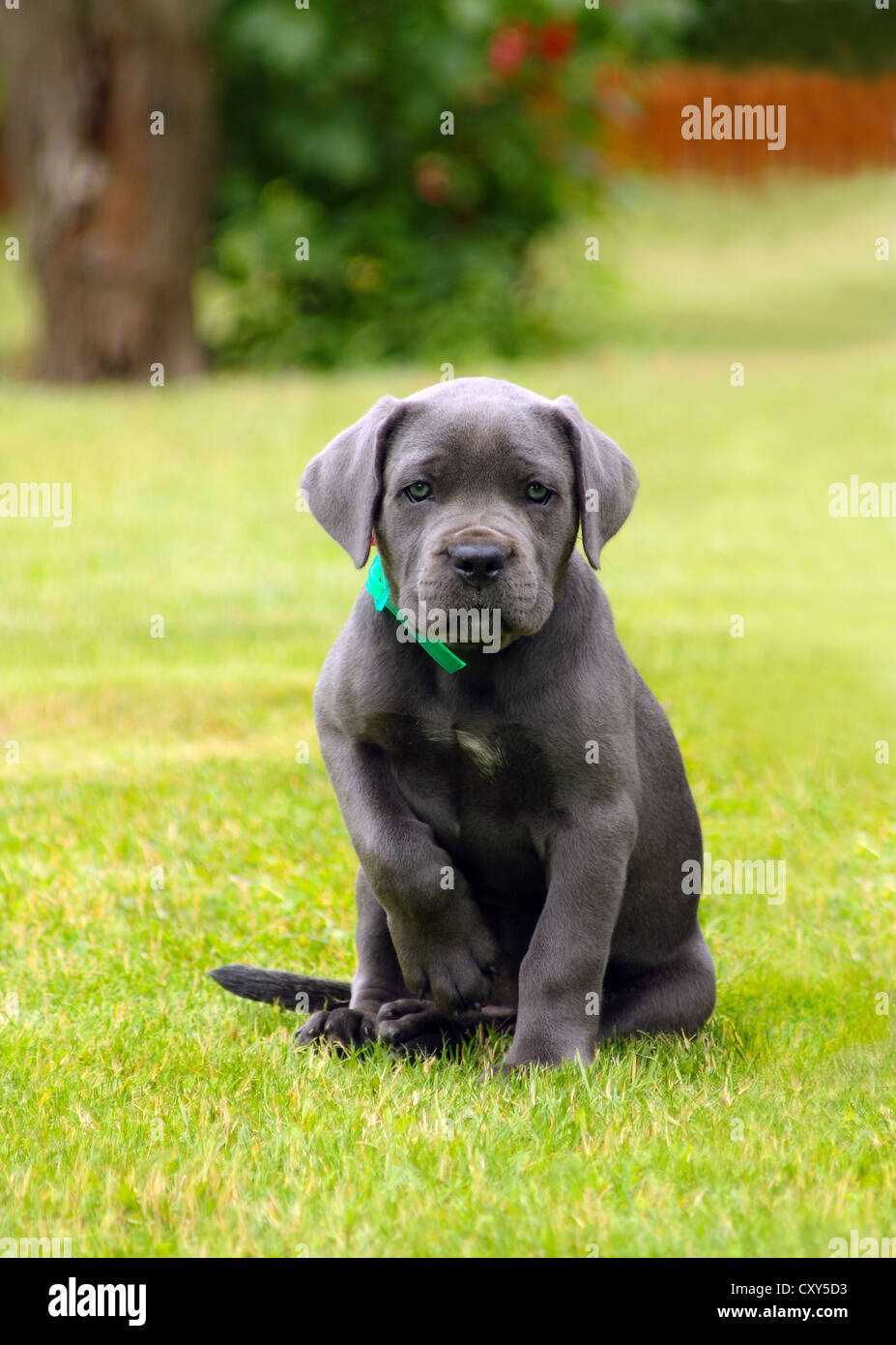 Cane corso puppy Fotos und Bildmaterial in hoher Auflösung Alamy