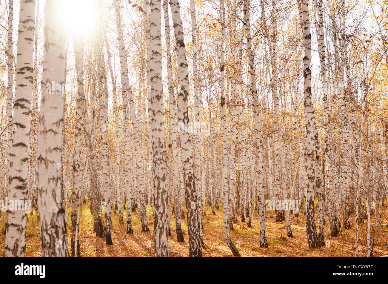 eine Schönheit Herbstes Birkenwald Stockfoto