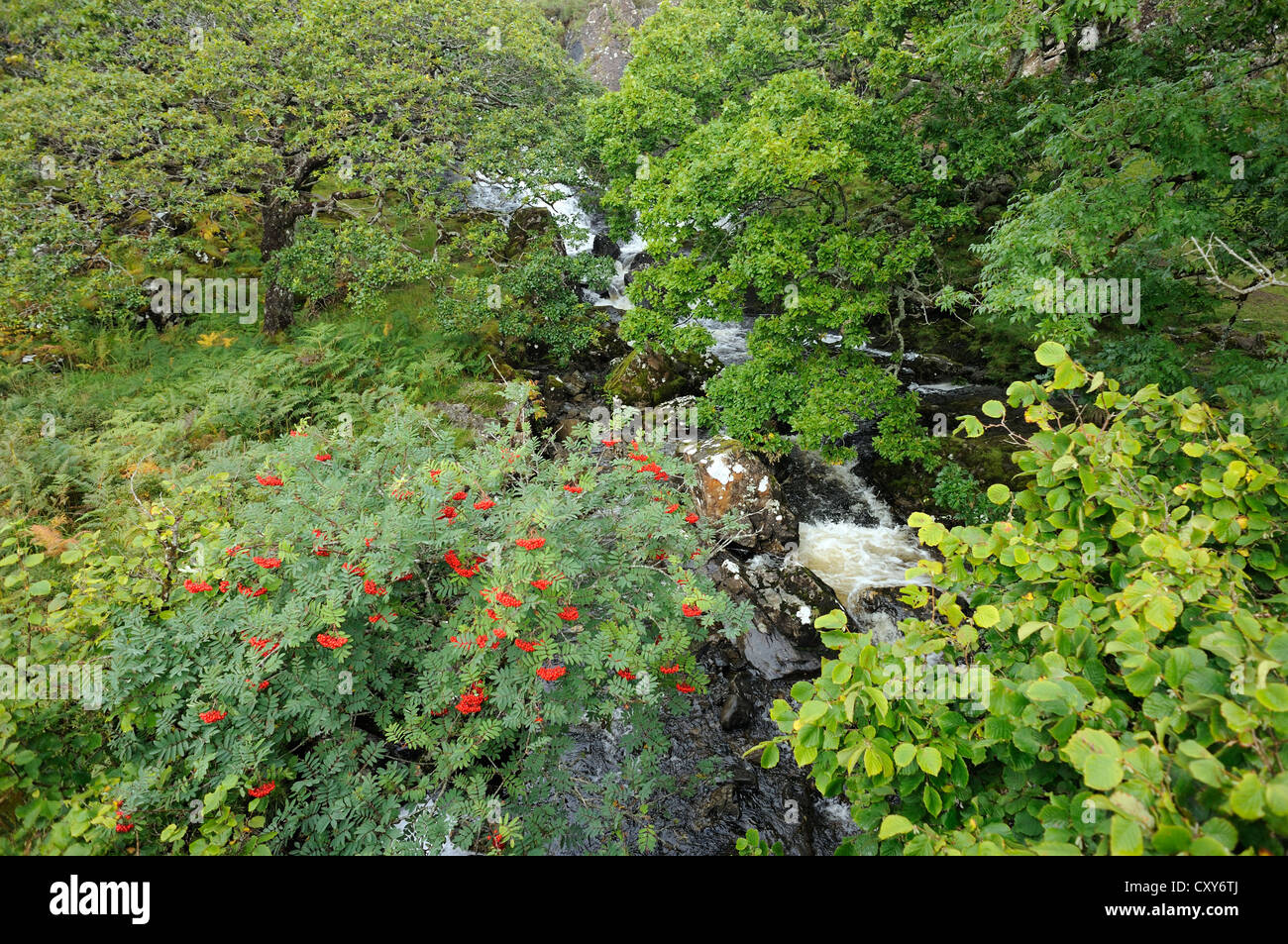 Ein Wasserfall im Wald.  Isle of Mull, Argyll and Bute, Scotland, Stockfoto