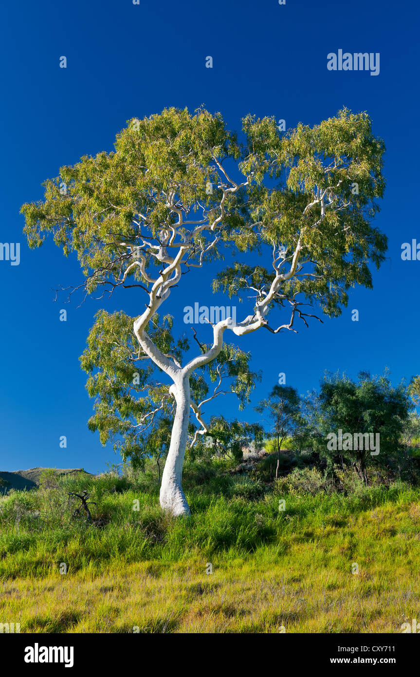 Schimmernde weiße Rinde von einem Ghost Gum im Morgenlicht. Stockfoto