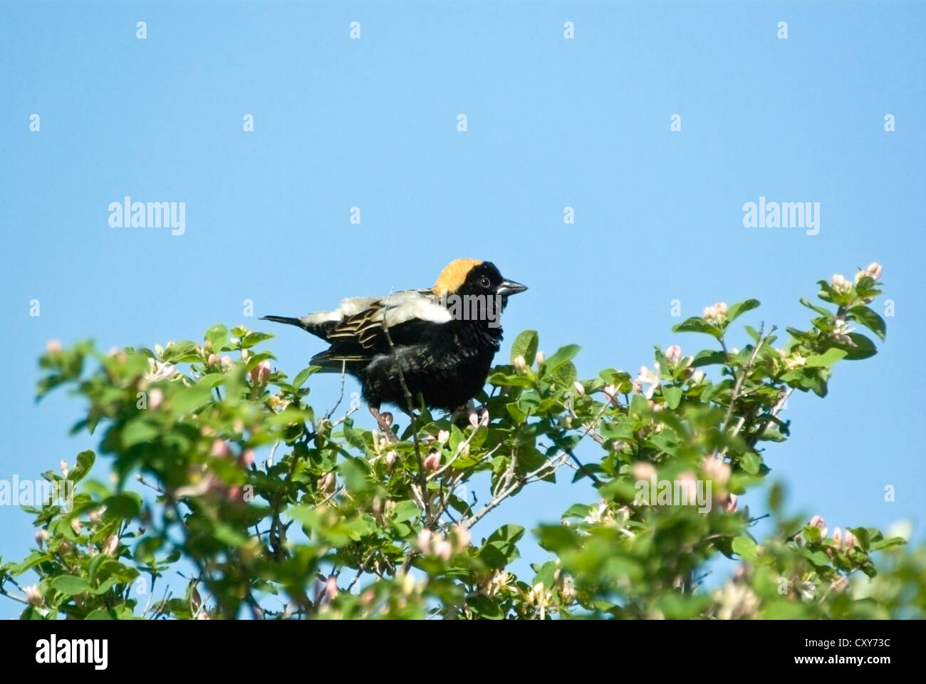 Bobolink, Dolichonyx oryzivorus, Männchen im Zuchtgefieder Stockfoto