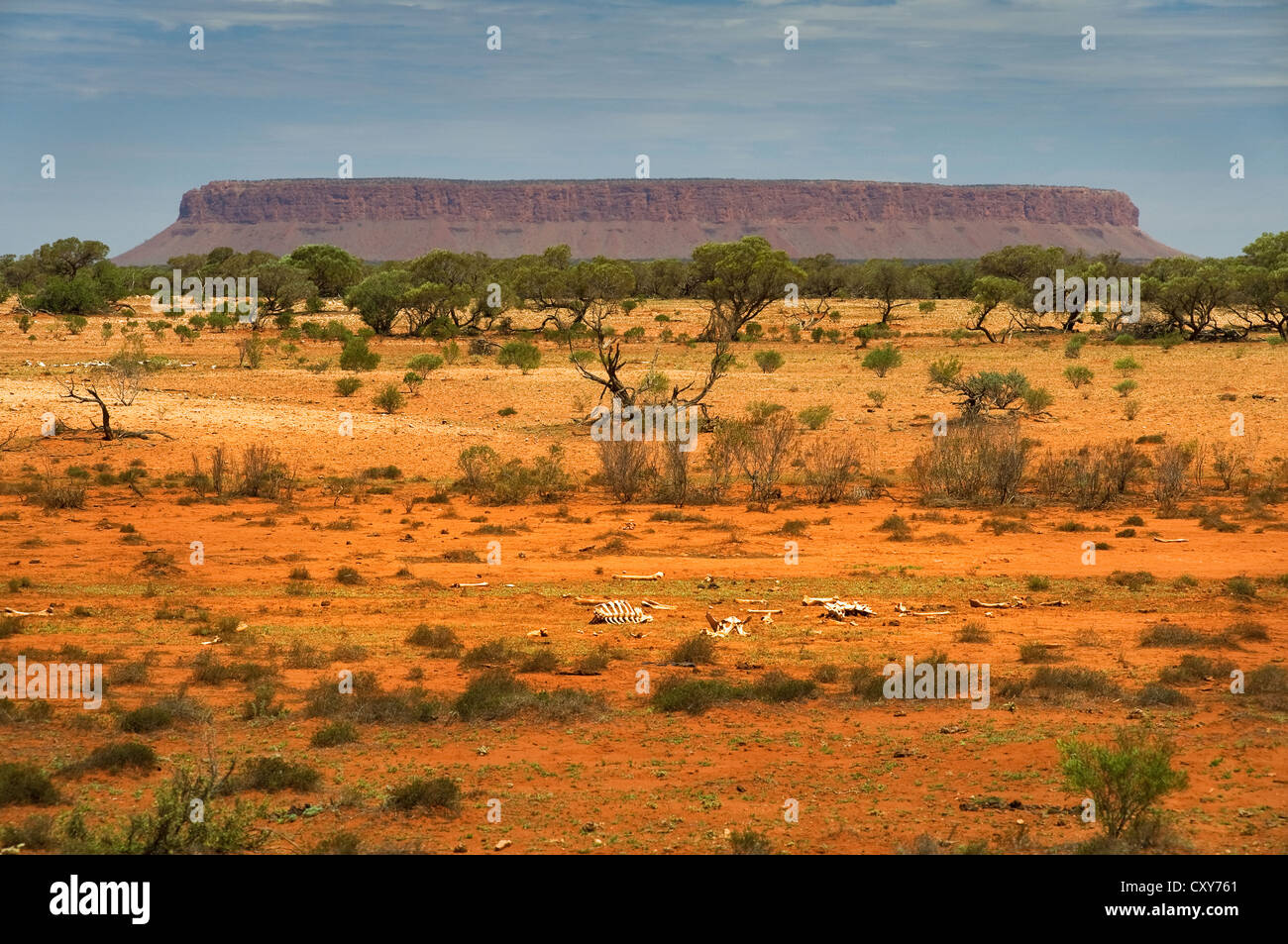 Mount Conner steigt in die Wüste von Zentral-Australien. Stockfoto