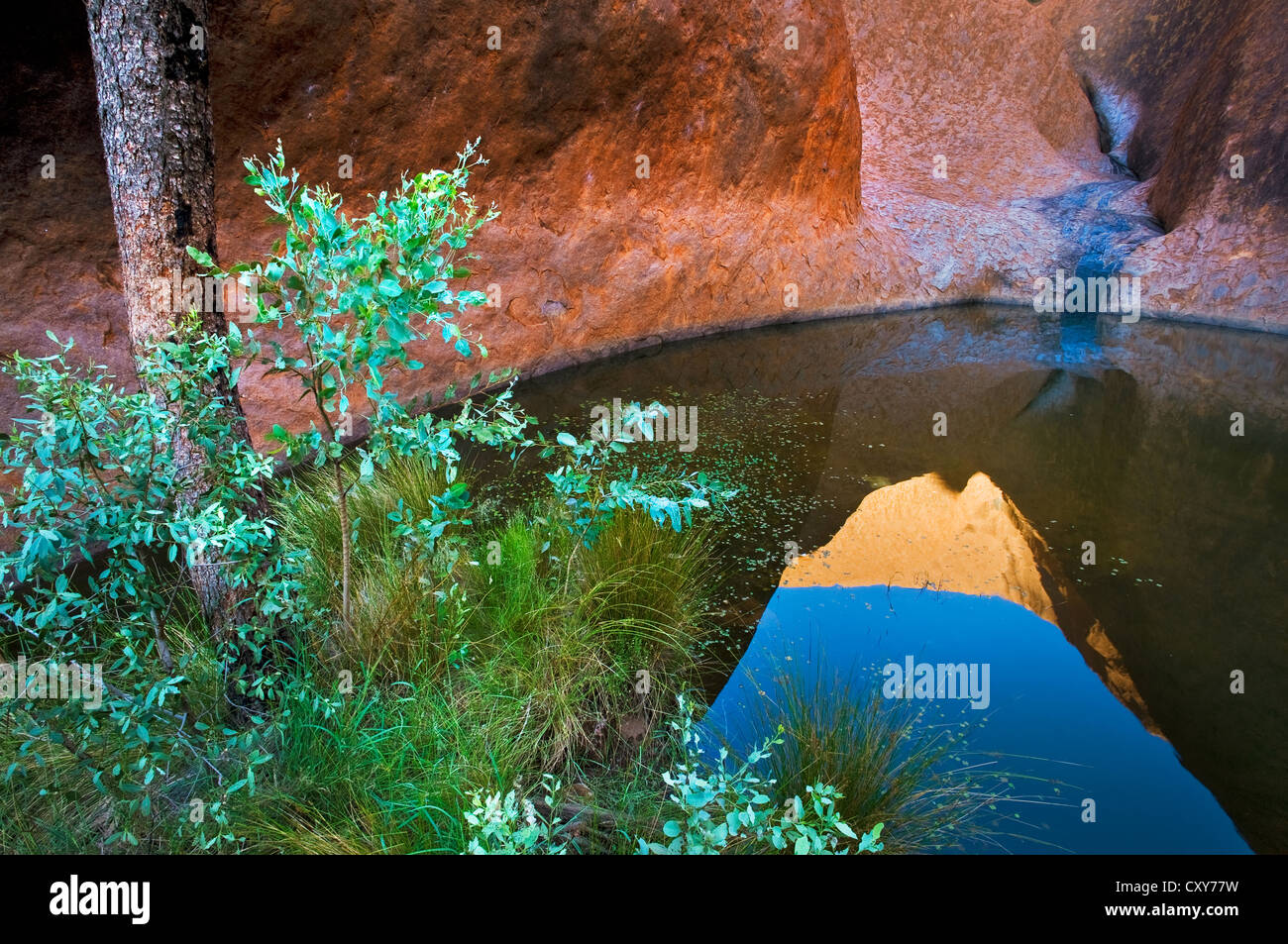 Reflexionen der Uluru in Mutitjulu Wasserloch. Stockfoto