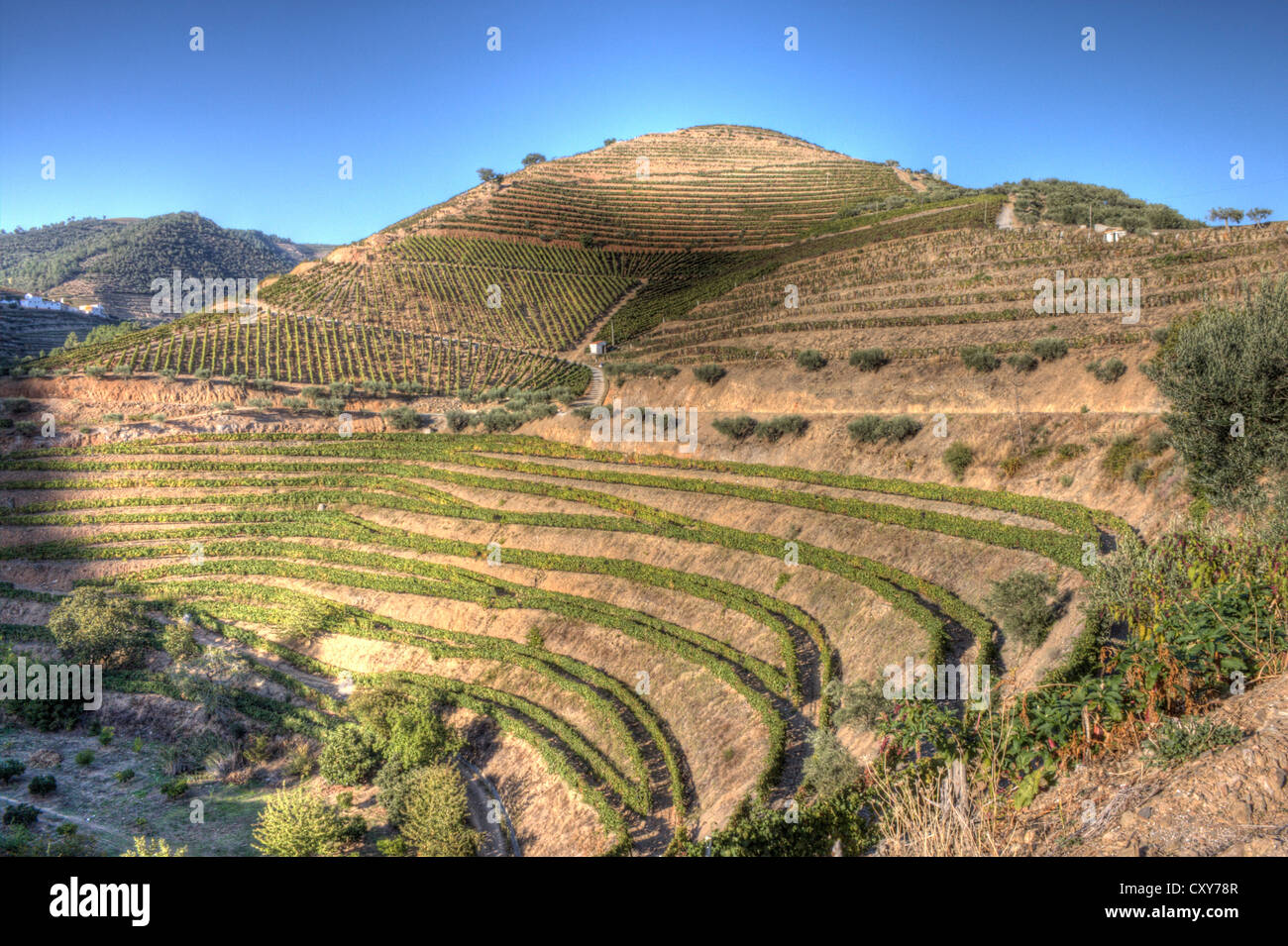 Landschaftsansicht der Douro-Region während der Ernte. Port Wein-Region, im Norden von Portugal. Es gilt als UNESCO-Welterbe Stockfoto