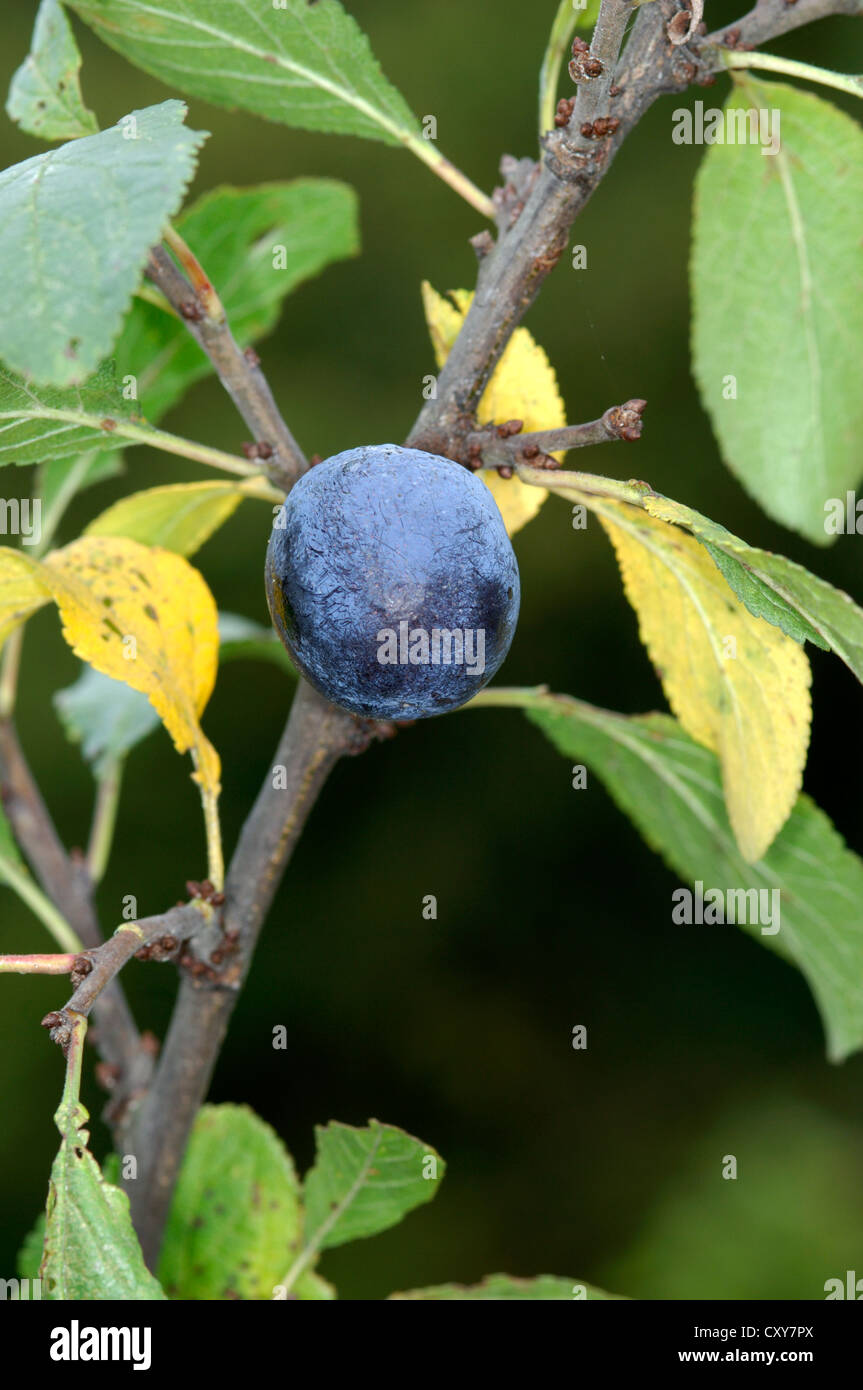 Bullace Prunus Domestica SSP. Institia Stockfoto