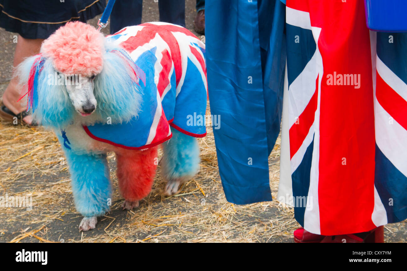 Patriotische Hund für Queens Diamond Jubilee in Manaton, Devon. Stockfoto