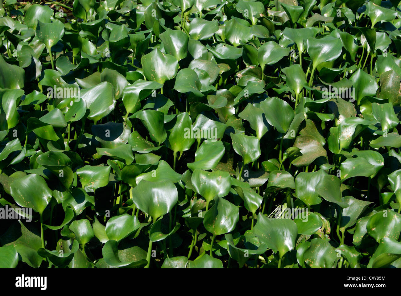 Aquatische Algen Unkraut in Veli Lake Lagune in Trivandrum Kerala India.Eichhornia Crassipes Algen Closeup Veli Akkulam Seen Stockfoto