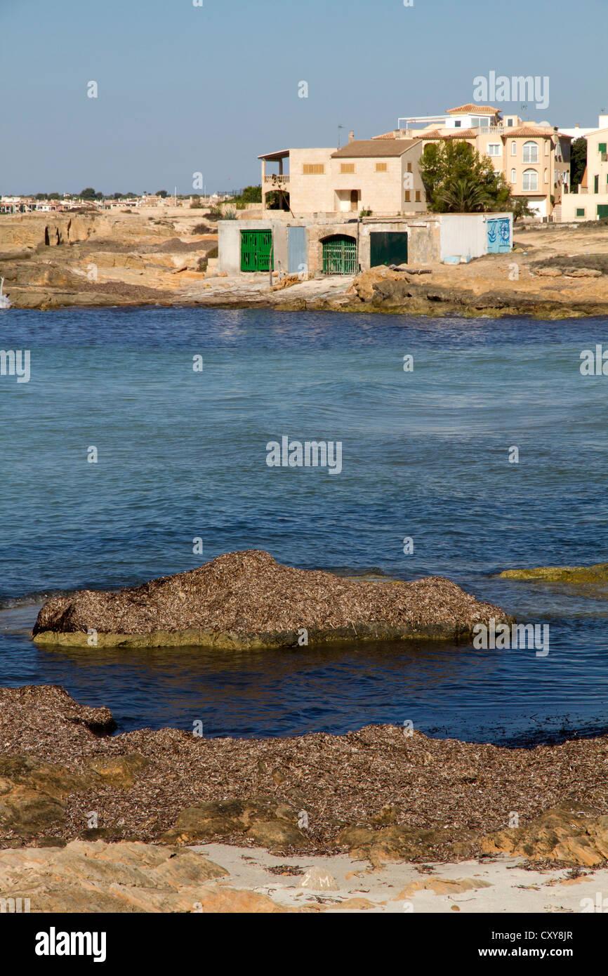 Posidonia Algen Algen getrocknet auf mediterranen Strand Ses Covetes Mallorca Balearen Spanien Stockfoto