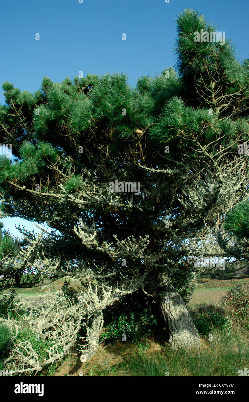 Monterey Kiefer Pinus Radiata (Tannenbäumen) Stockfoto