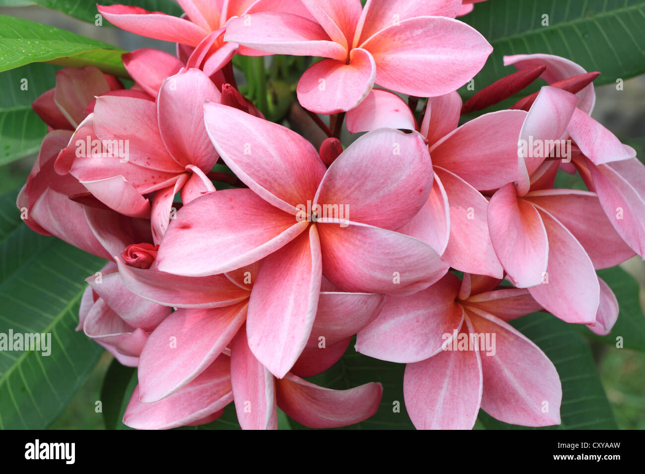 Rosa Frangipanis Blumen Stockfoto
