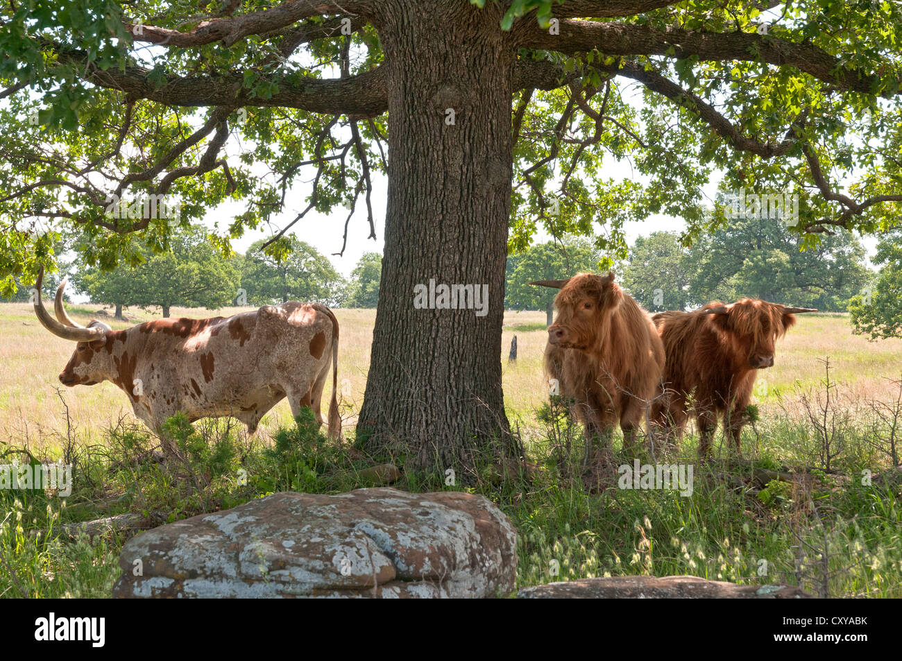 Oklahoma, Bartlesville, Woolaroc Museum & Wildlife Preserve, Longhorn und Hochlandrinder. Stockfoto