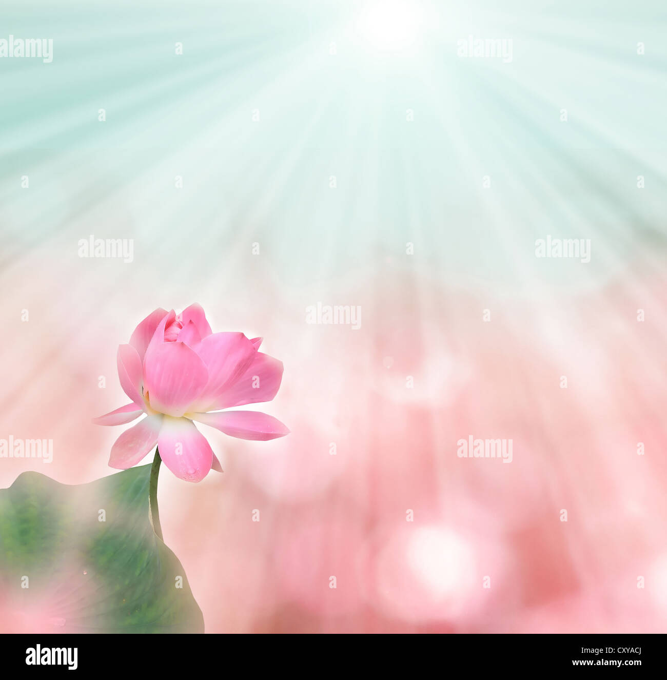 Pink Lotus (Seerose) Stockfoto