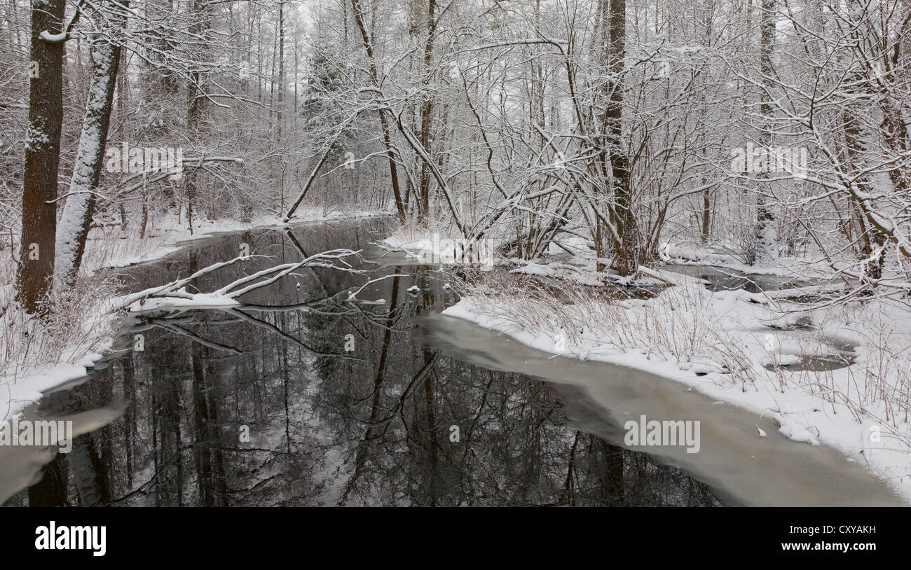 Verschneiten Auwald über Fluss mit Erlen und gebrochenen liegend Stockfoto