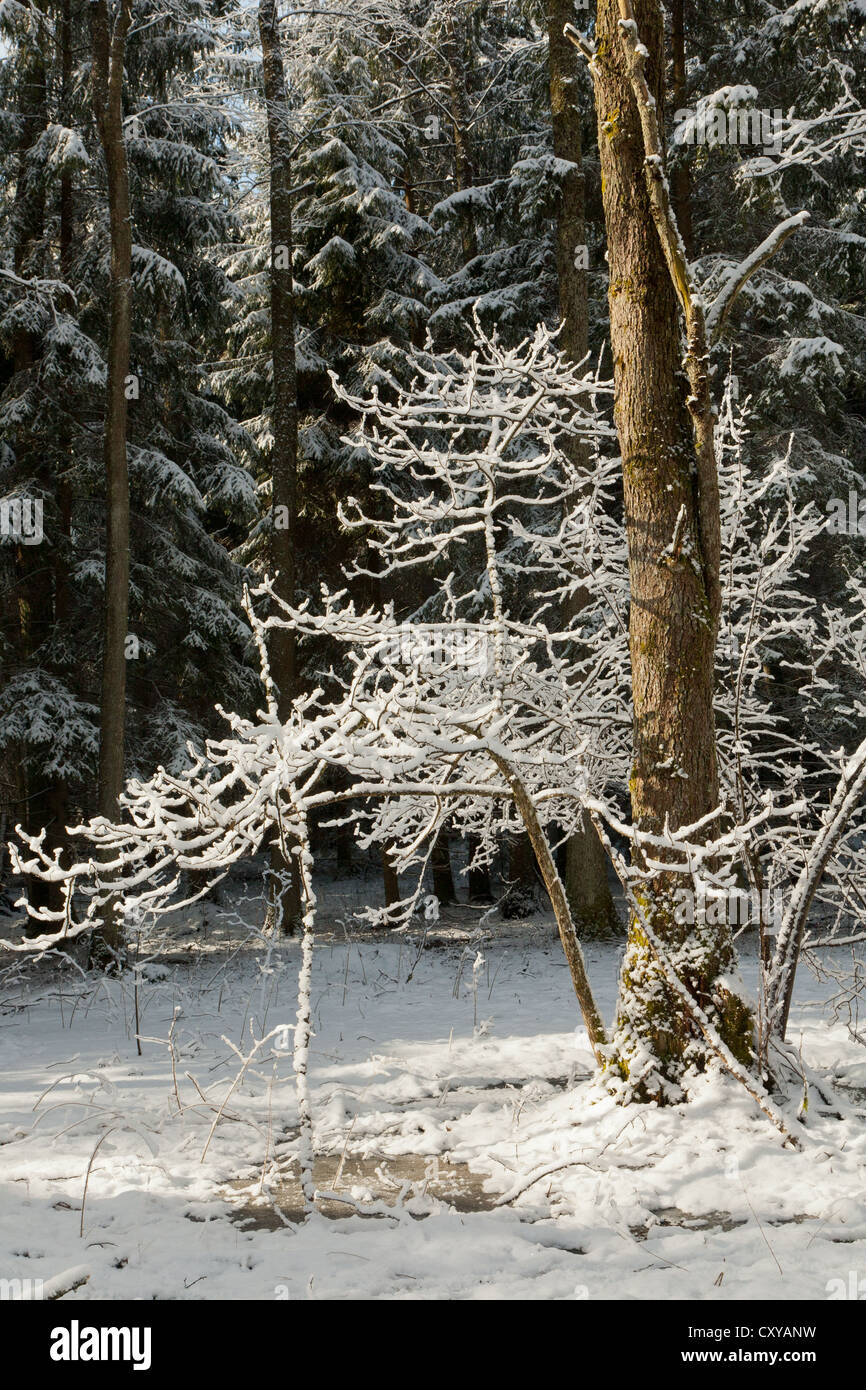 Natürliche Nadel-Stand im Winter mit alten Erle-Stamm im Vordergrund Recht auf Schnee gehüllt junge Stockfoto
