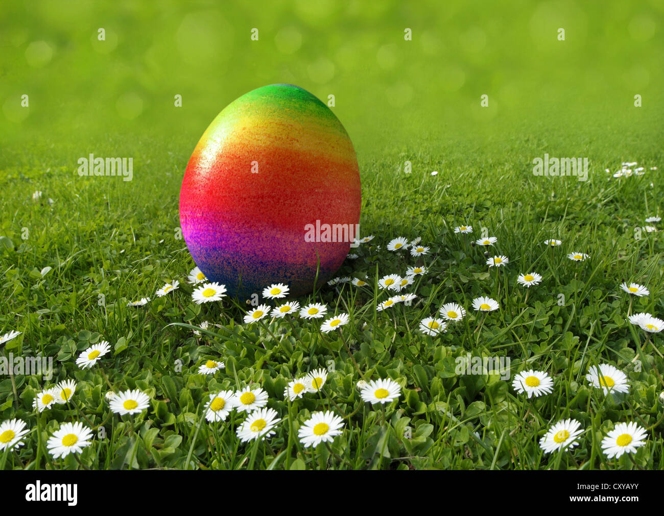 Regenbogenfarbige Easter Egg auf einer Wiese mit Gänseblümchen Stockfoto