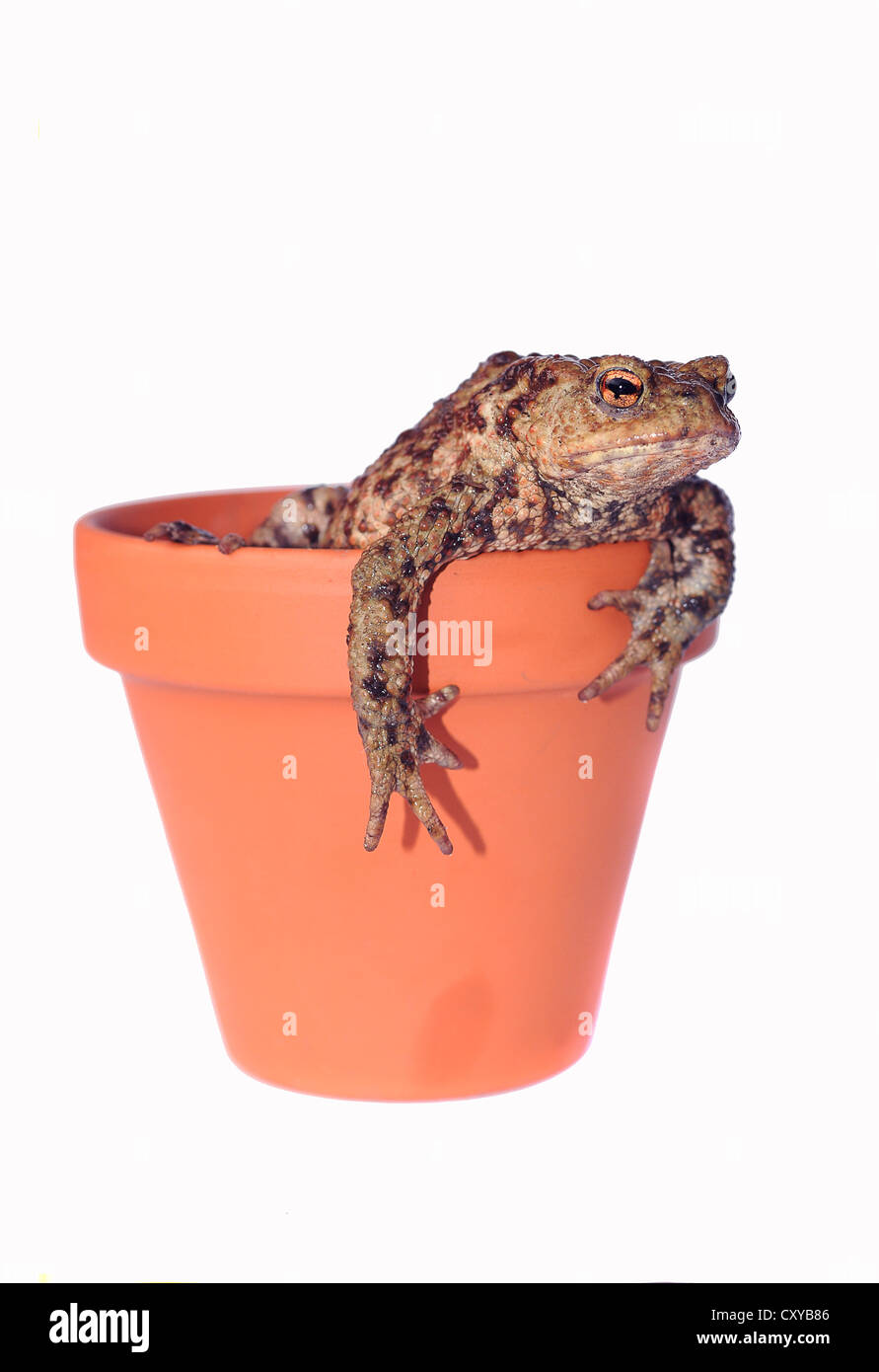 Kröte (Bufo Bufo-Komplex) in einen Blumentopf Stockfoto