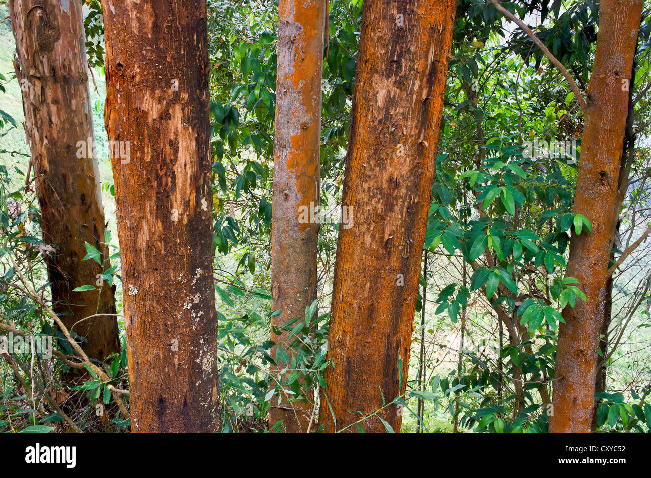 Auch gum Eukalyptus-Bäume, Bäume (Eukalyptus), Uganda, Afrika Stockfoto