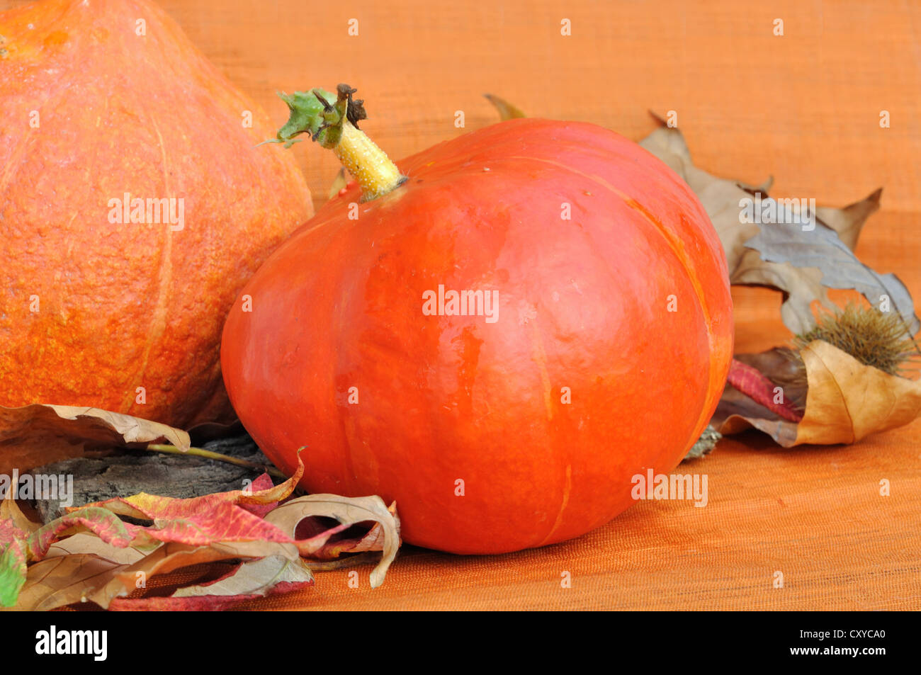 Dekoration auf orangem Hintergrund mit einem Kürbis und getrocknete Blätter Stockfoto