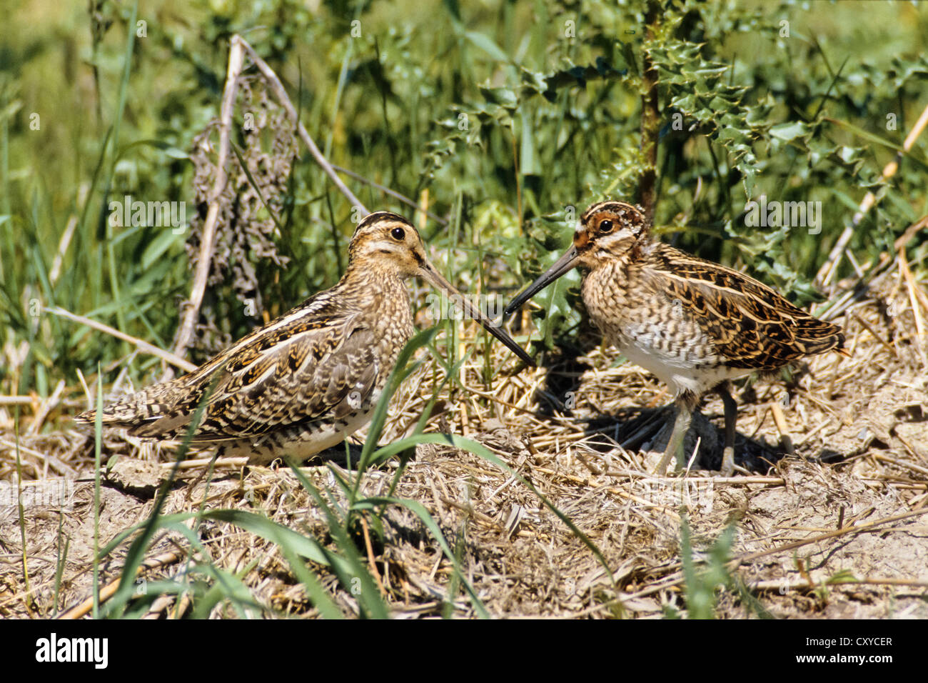 Bekassine (Gallinago) mit Jungtauben, Vogel des Jahres 2013 Stockfoto