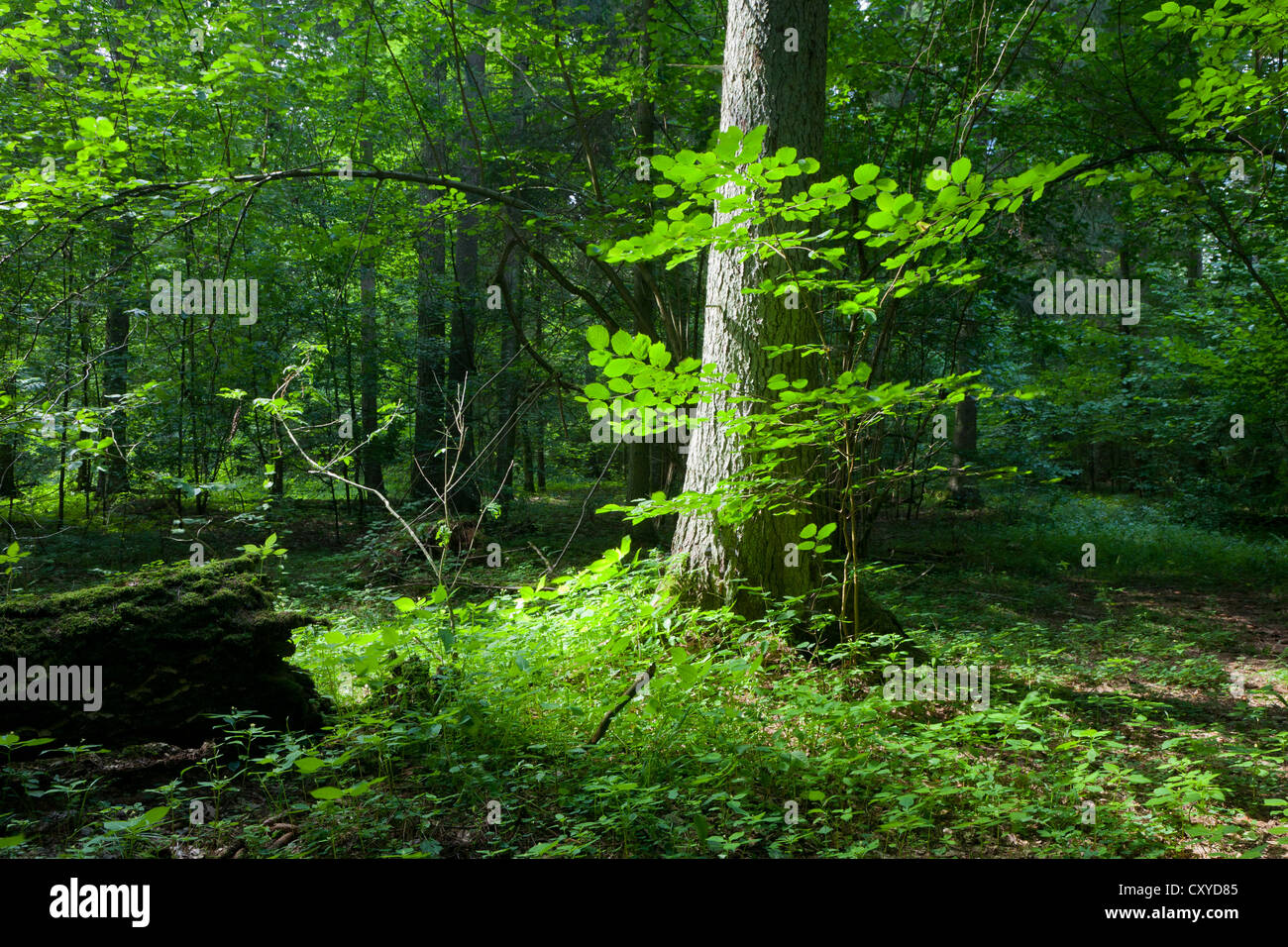 Sommer gemischten Stand von Białowieża Wald mit einzelnen Fichte im Vordergrund in Sonne des Mittags Stockfoto