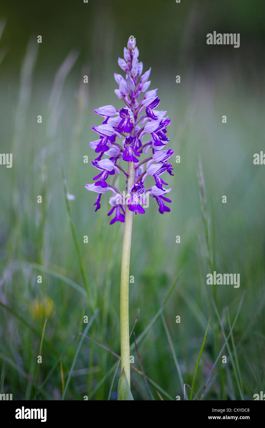 Militärische Orchidee (Orchis Militaris), geschützte Arten, wilde Orchidee, Baden Wuettemberg Stockfoto