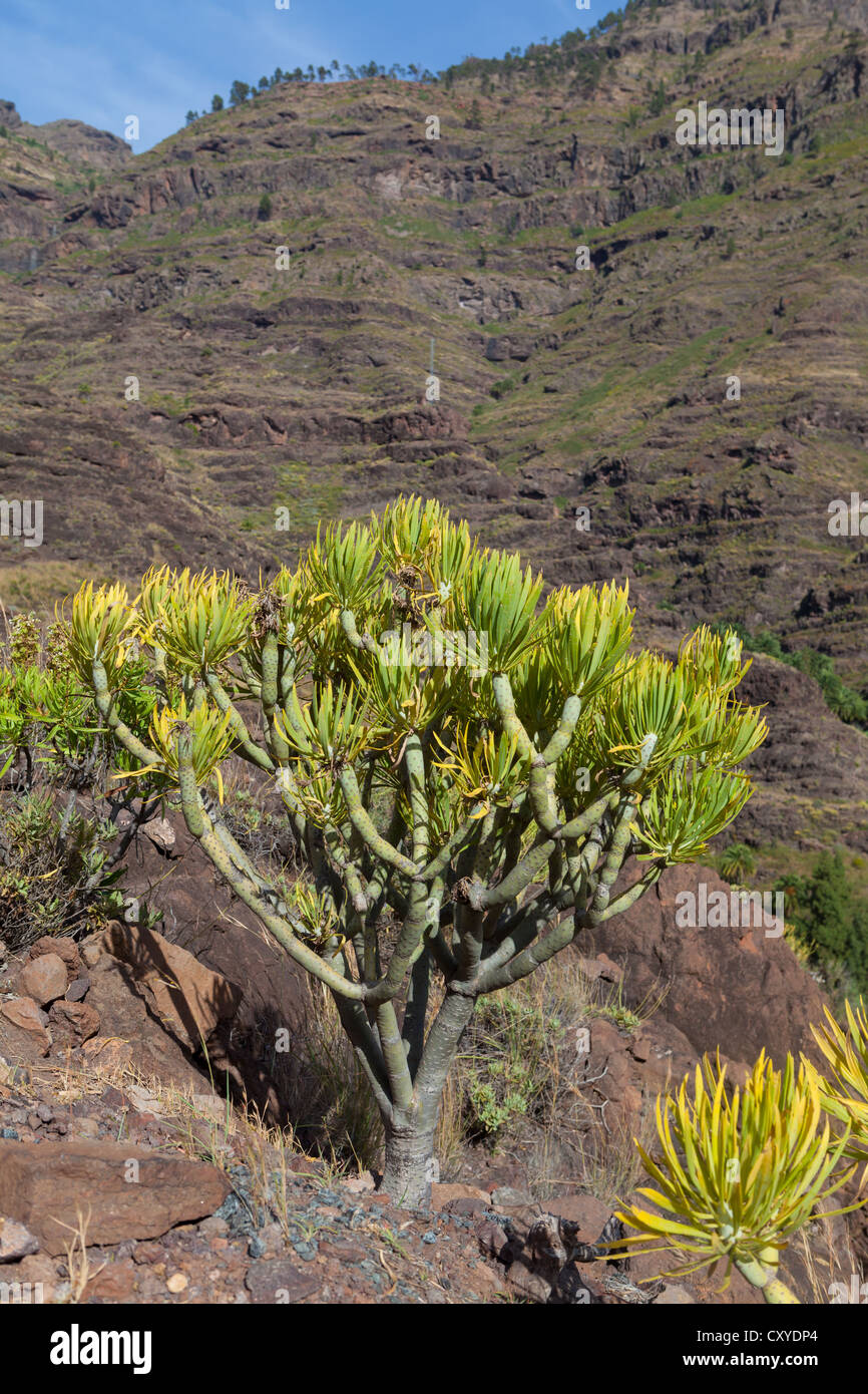 Bergkette und eine Euphorbia Busch (Euphorbia SP.), El Pie De La Cuesta, Roque Bentaiga, Gran Canaria, Kanarische Inseln, Spanien Stockfoto