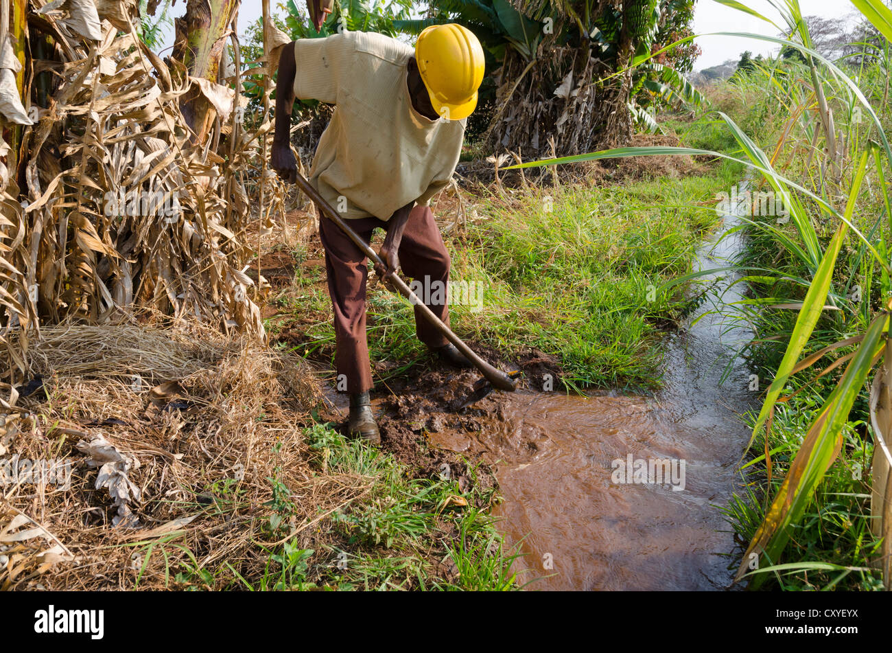 Victor Chola Kapena. Kleinen Farmerin seine Bananenplantage. Mpika. Sambia. Stockfoto