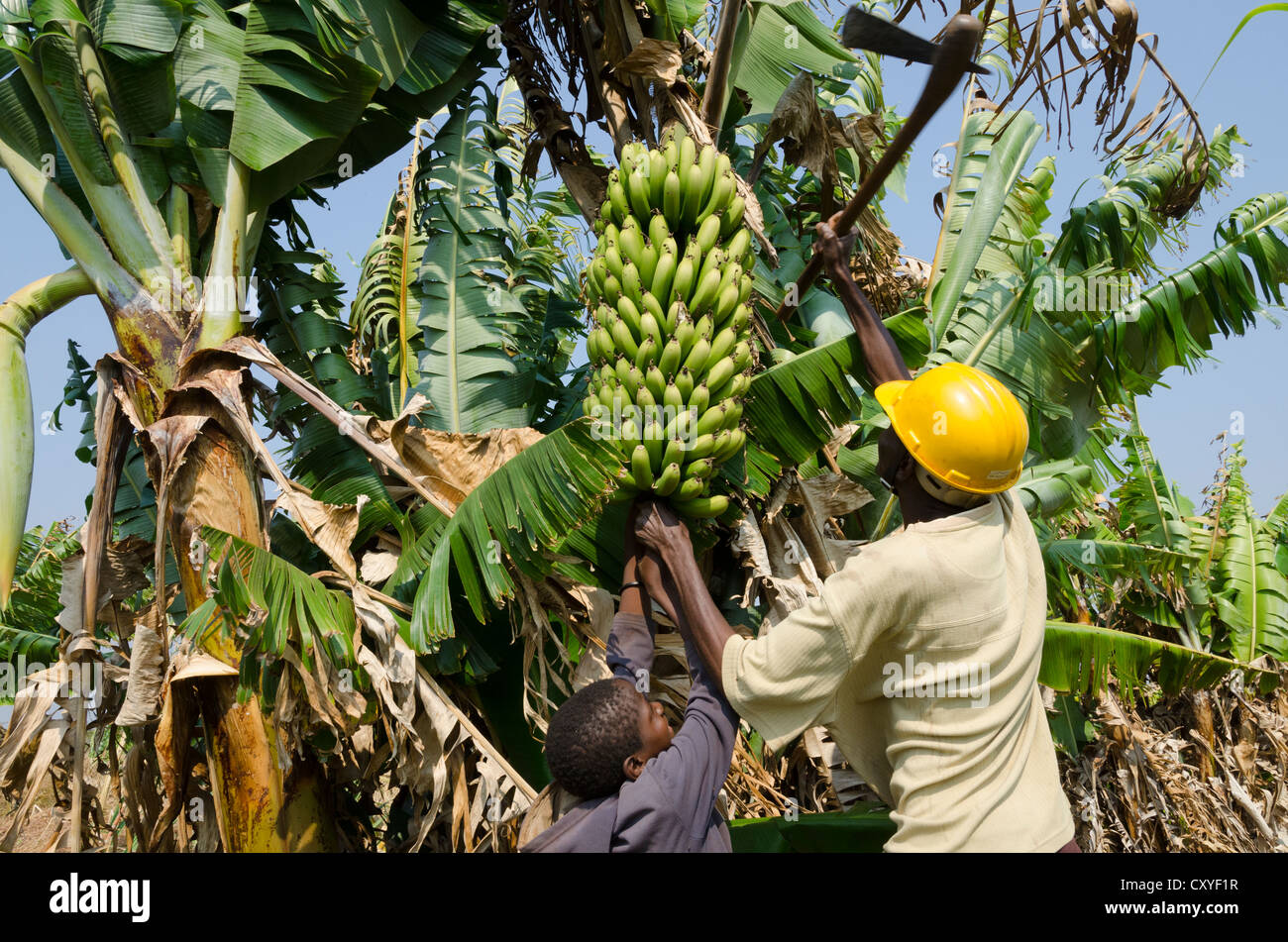 Landwirt Kommissionierung eine Reihe von Bananen aus seiner Plantage. Mpika. Sambia. Stockfoto